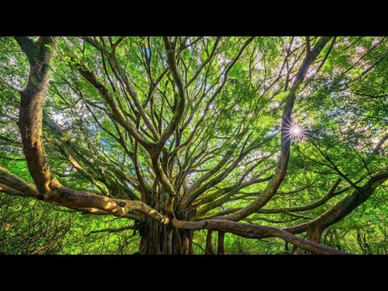 Eric West (Hawaii Real Estate) Why Did the Lahaina Fire Melt the Cars