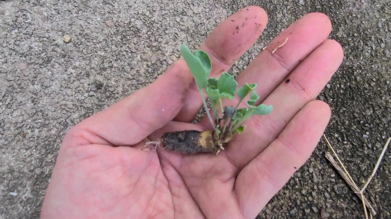 Sea Root Cuttings