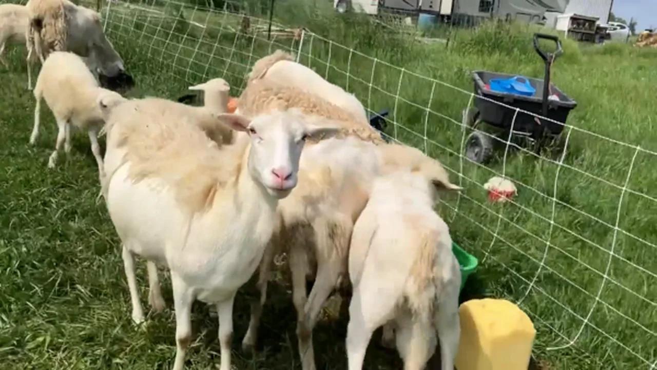 The Sheep Move