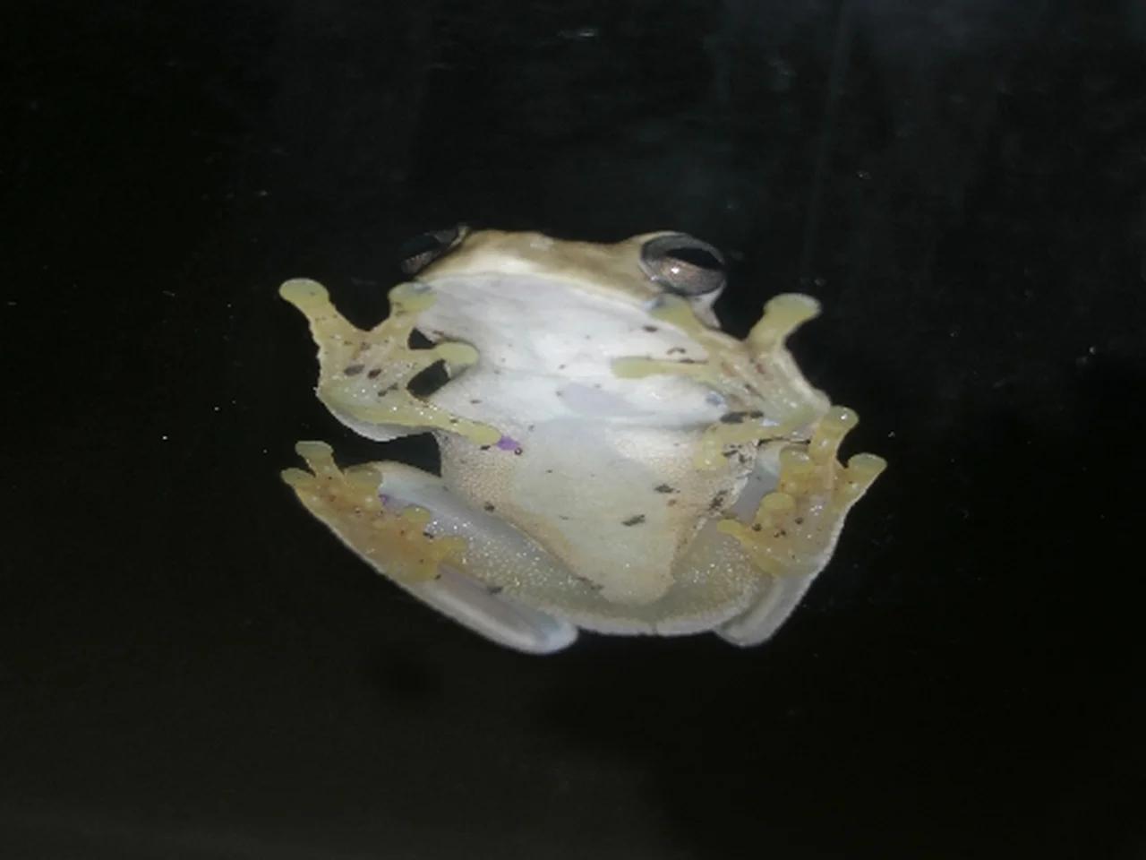 Rana