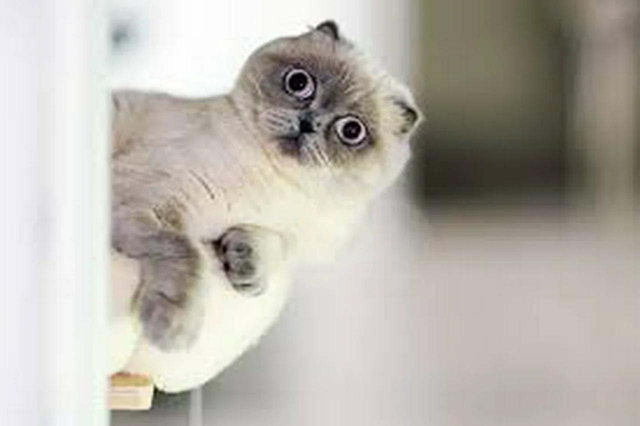Baby Cats - Cute and Funny Cat Videos Compilation #26 | Aww Animals