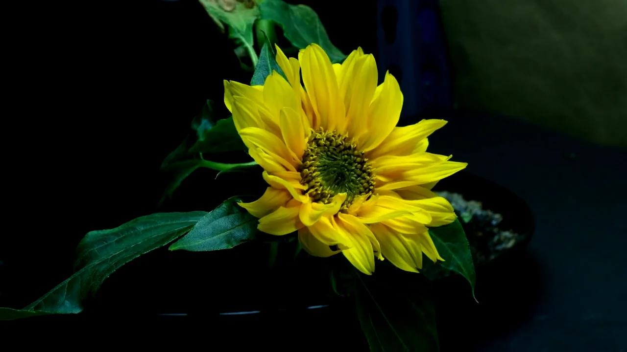 Time Lapse of Sunflower from Seed to Flower