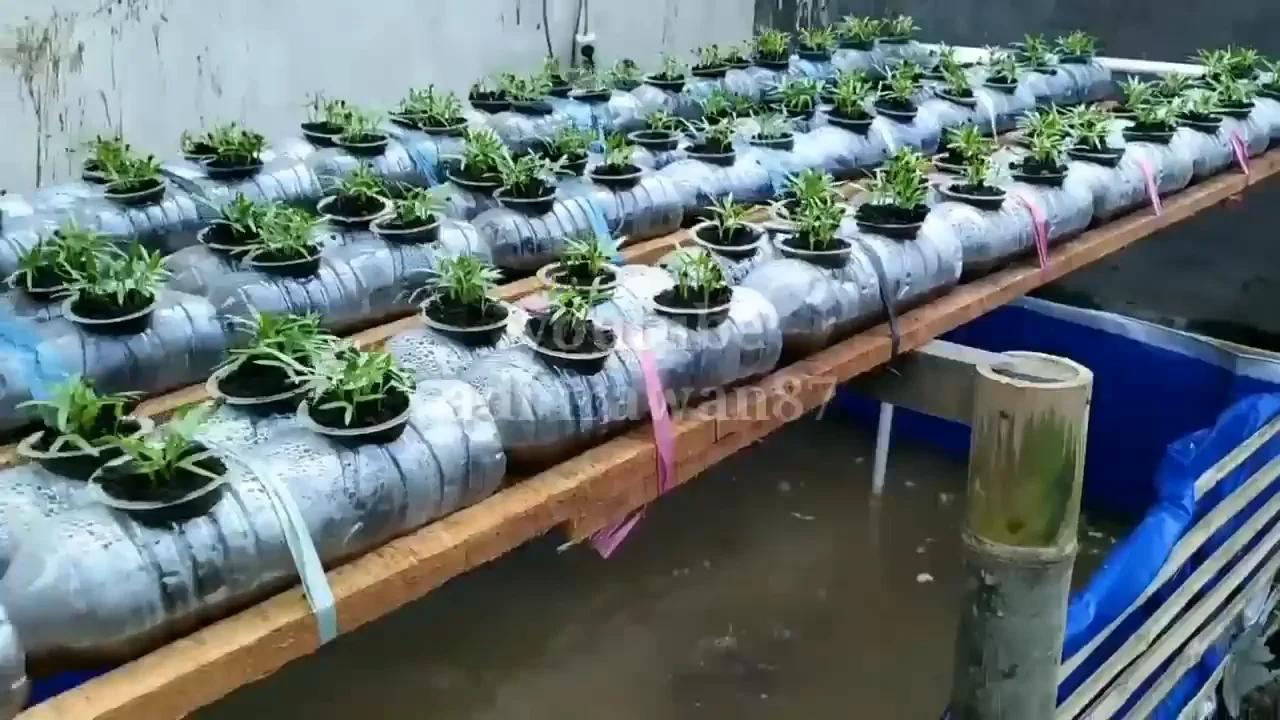Building an Aquaponics System with Water Bottles and Bamboo With Subtitles
