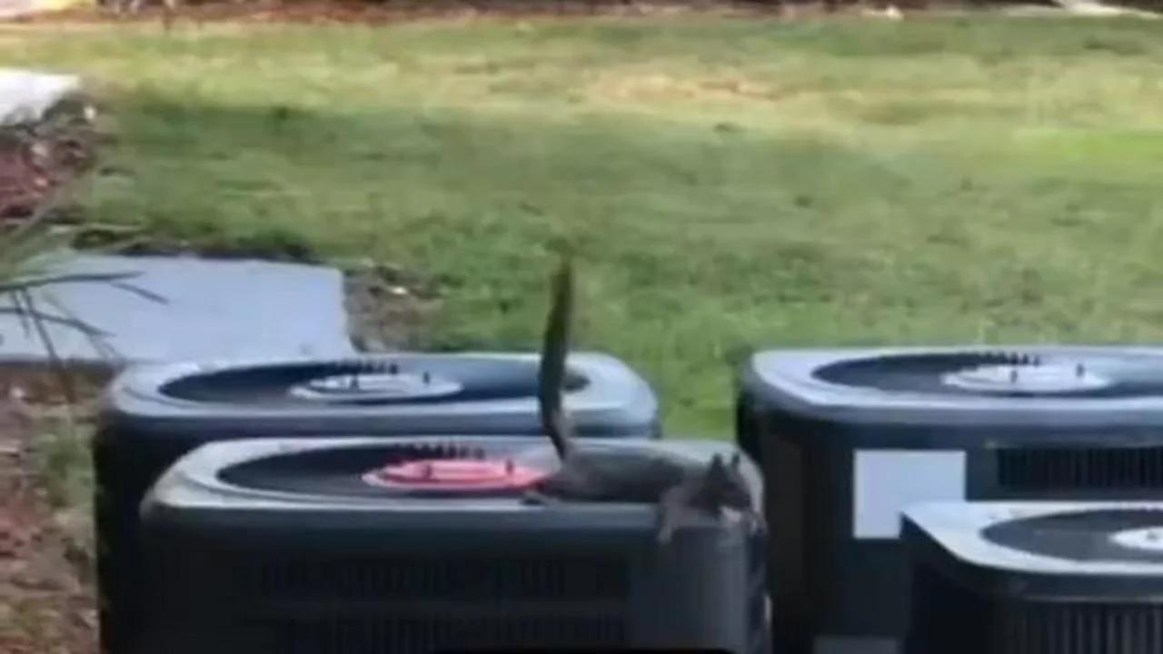 Shocking Squirrel Poop That Fooled Neighbors Into Thinking It Was Bird Feathers