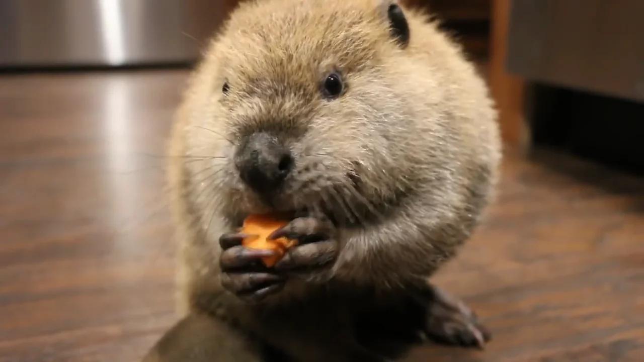 Beaver JB Eating and Making Noises