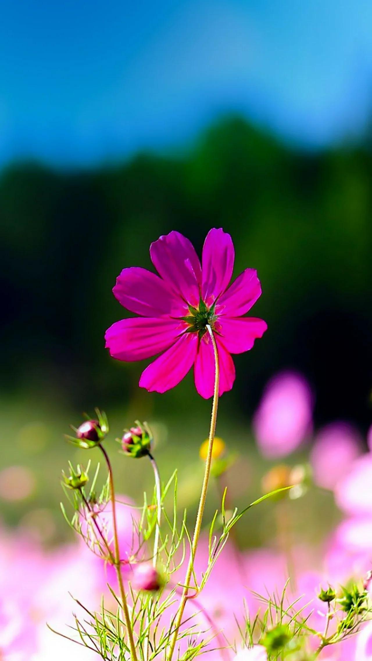 Beautiful cosmo flower