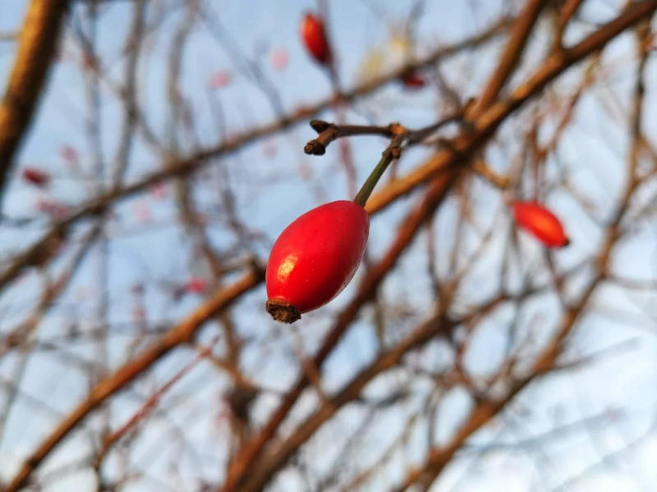 Sweet Briar | Macro&Nature