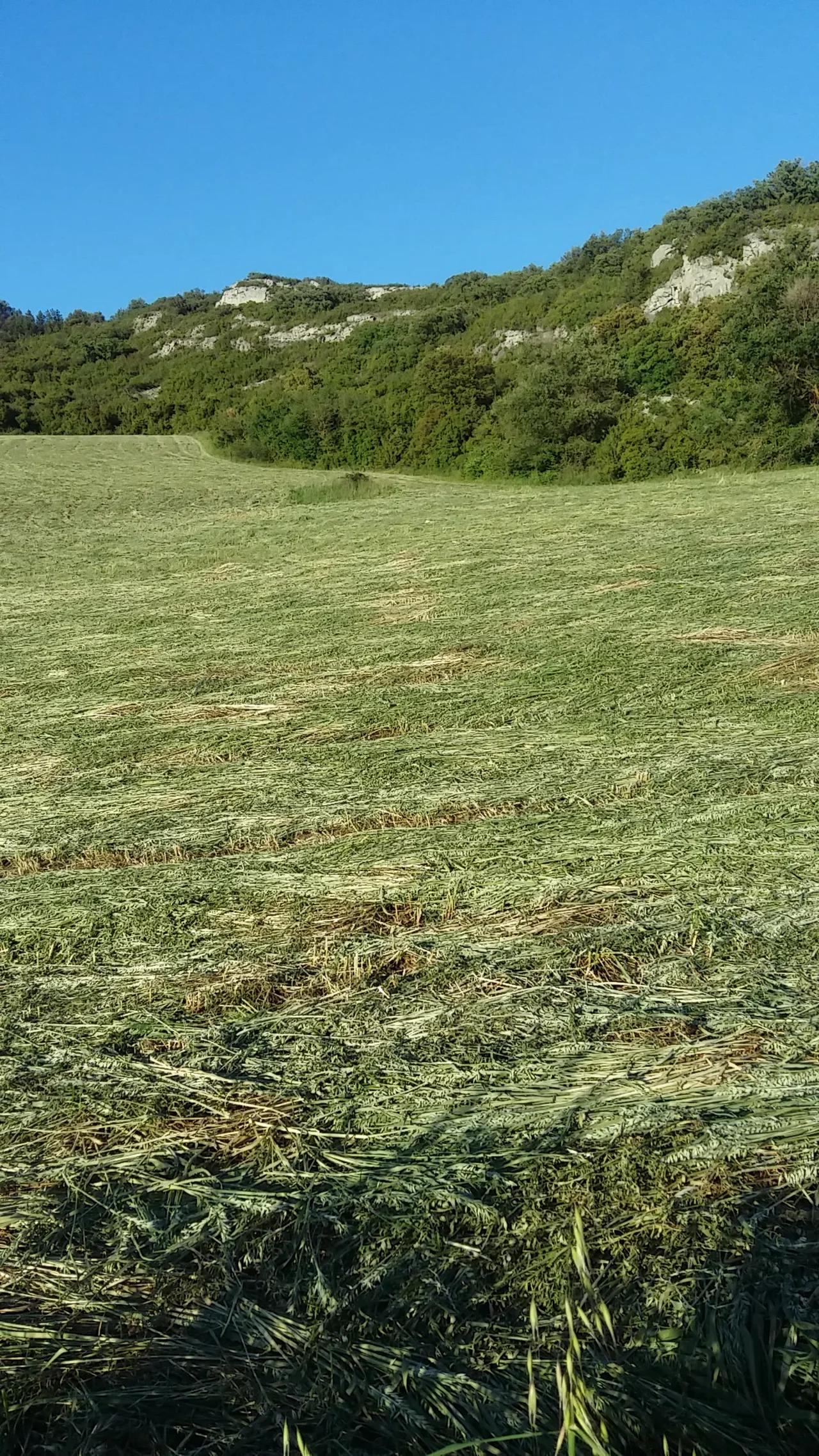 freshly cut field. Forage