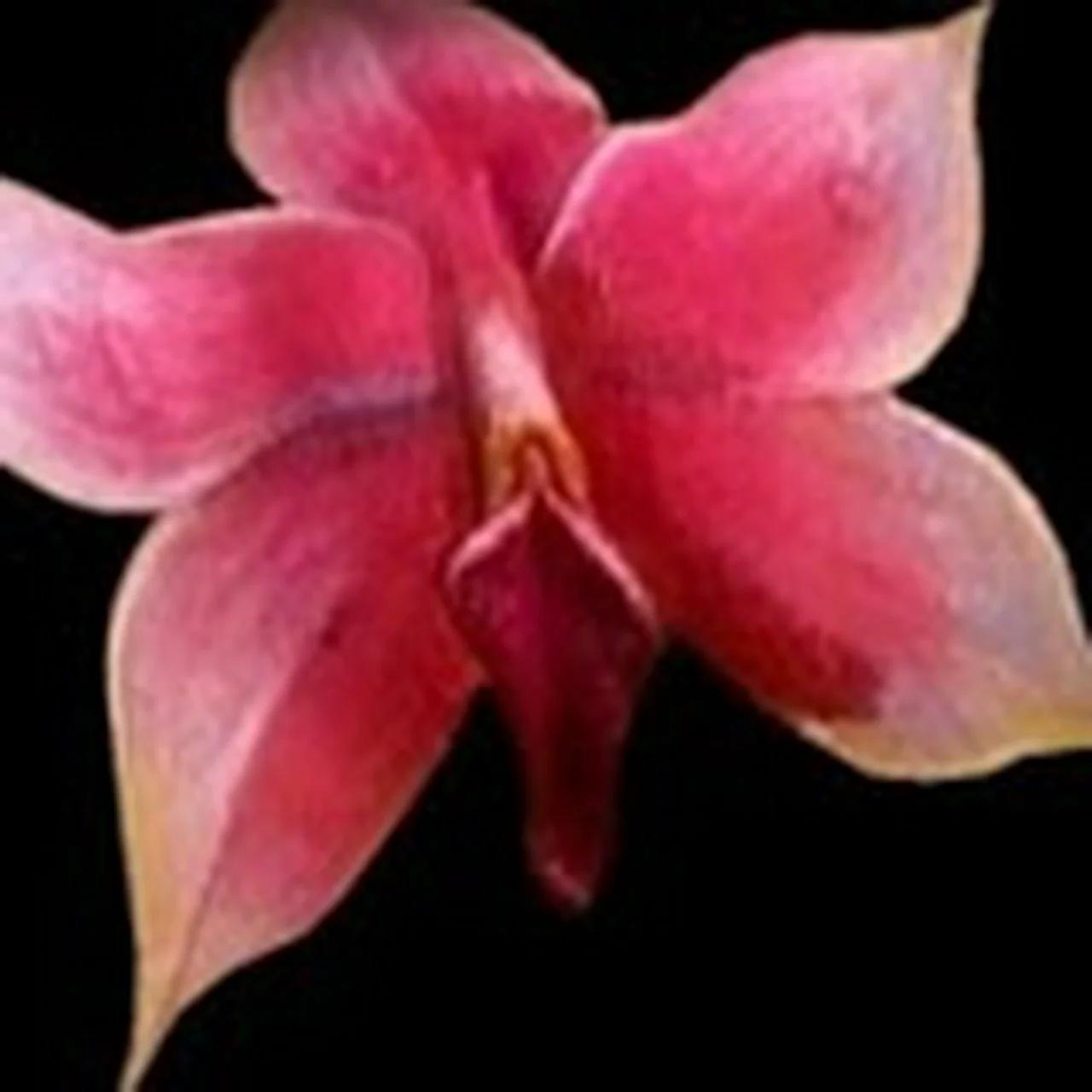 AshleyDoll Productions