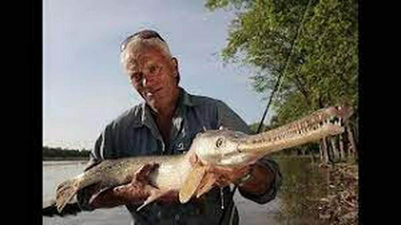 Le Brochet Alligator River Monsters VF