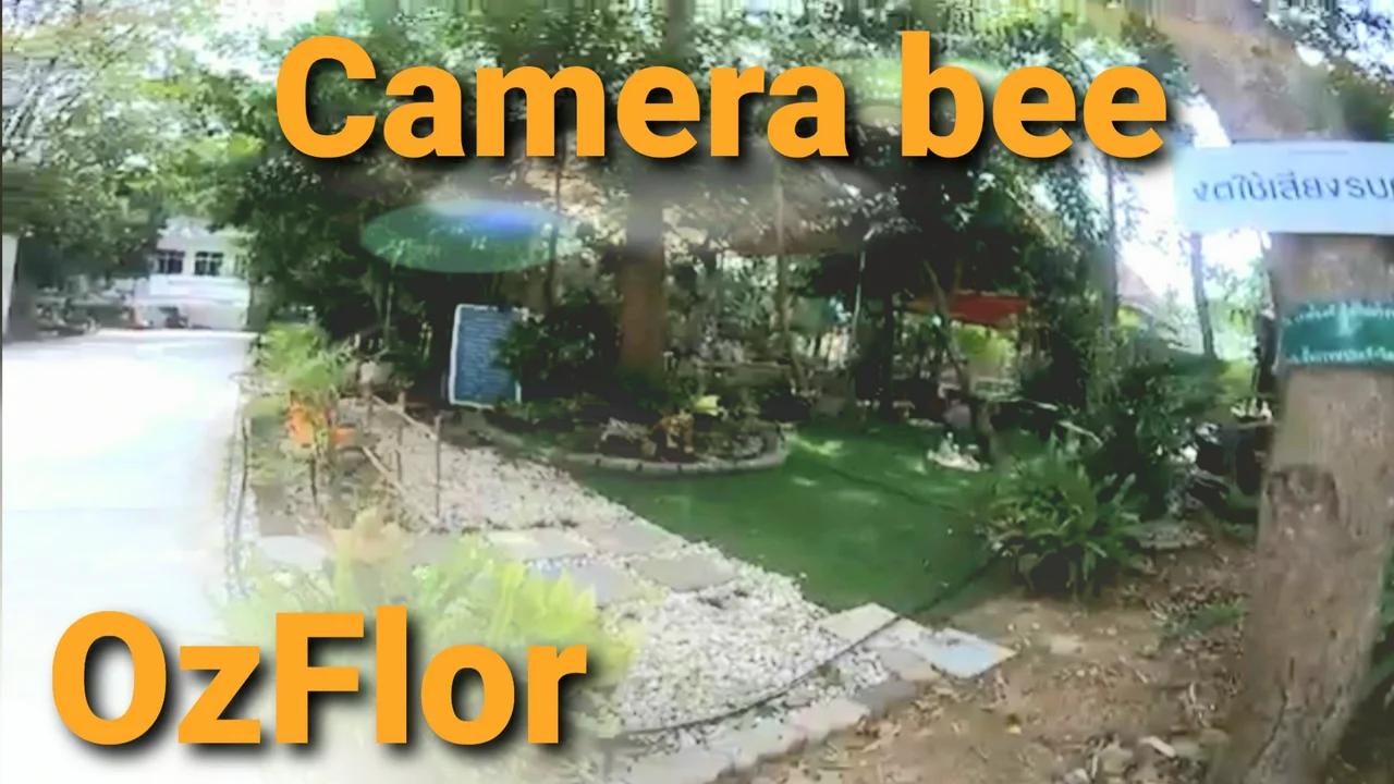 Testing my remote bee camera recording in temple garden