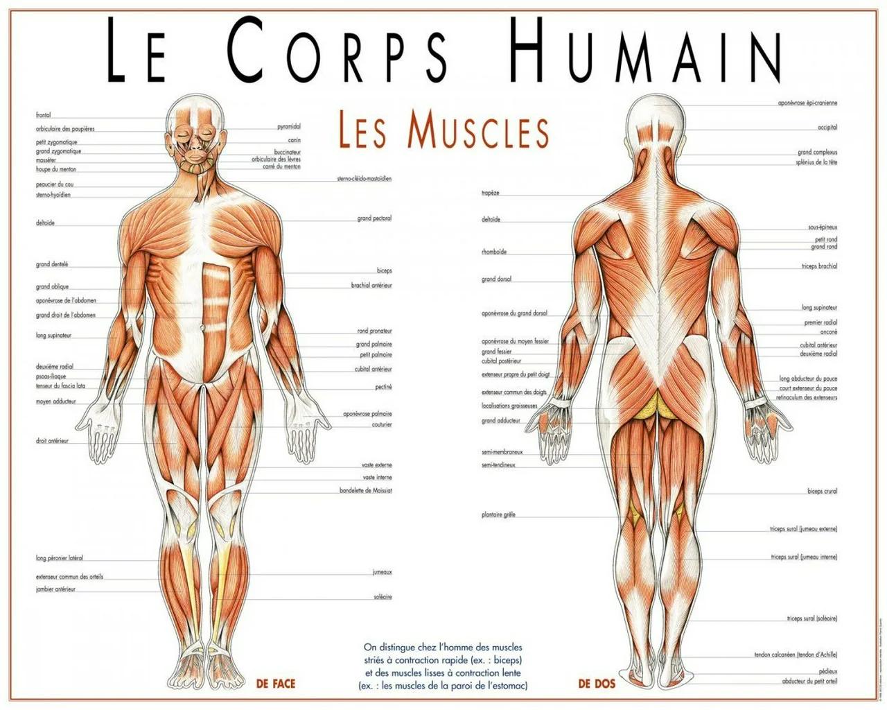 définition être humain