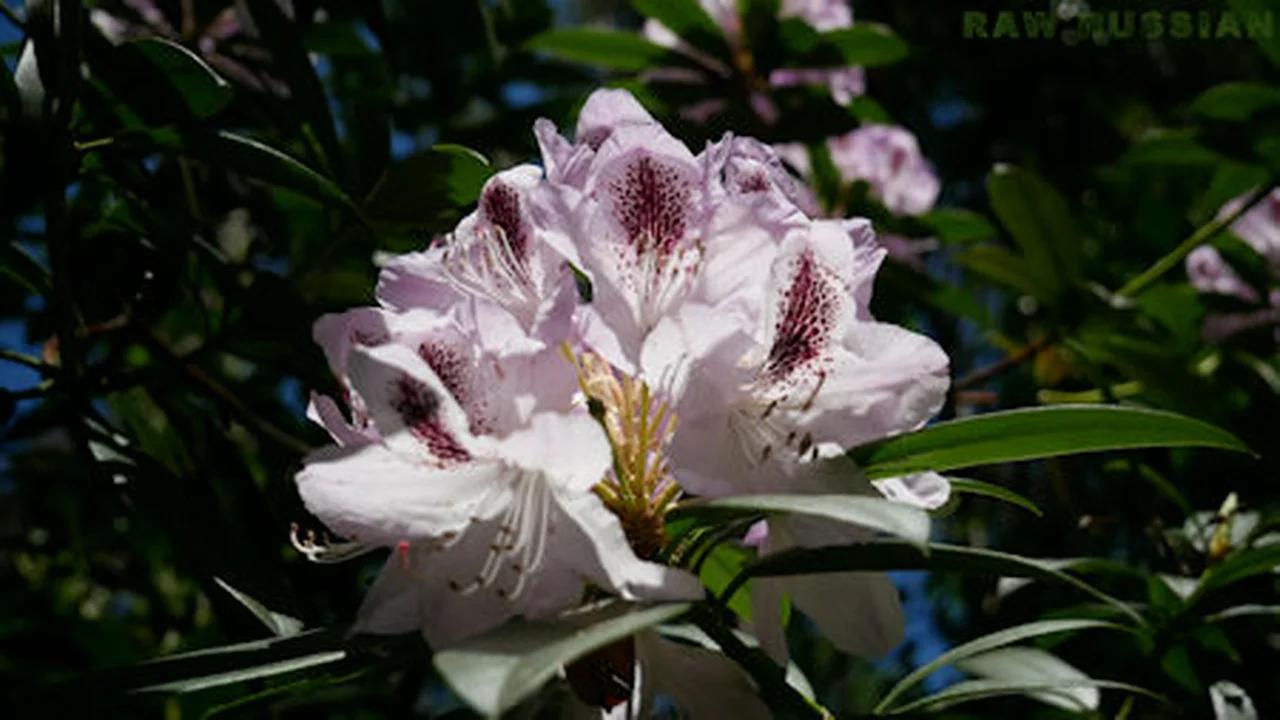 In bloom