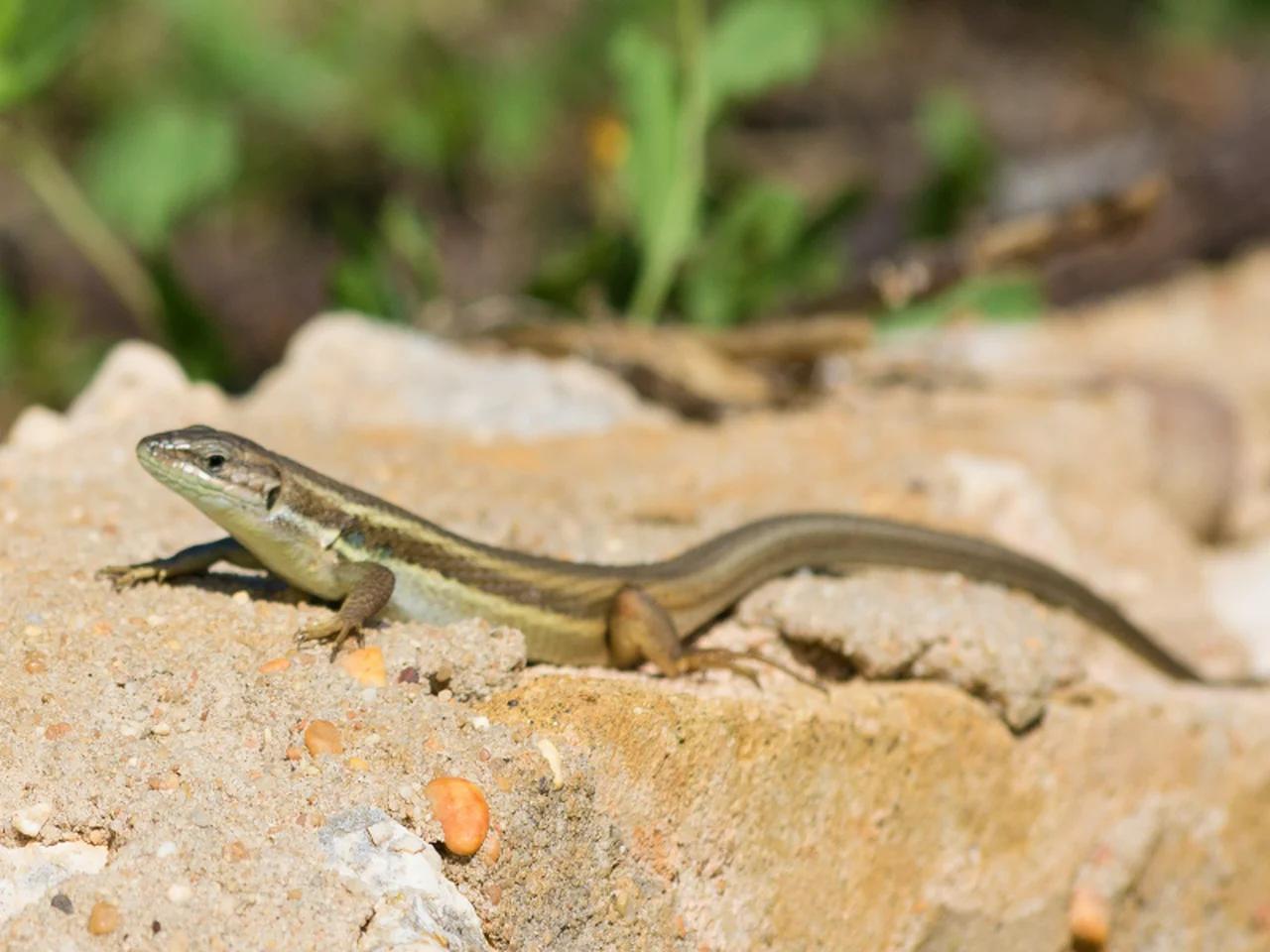 Lizzard
