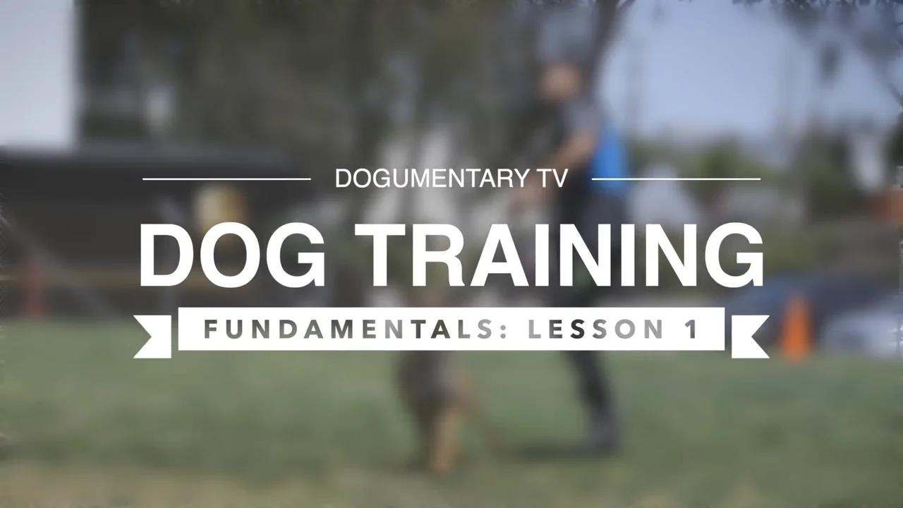 Dog Training Fundamentals Lesson 1