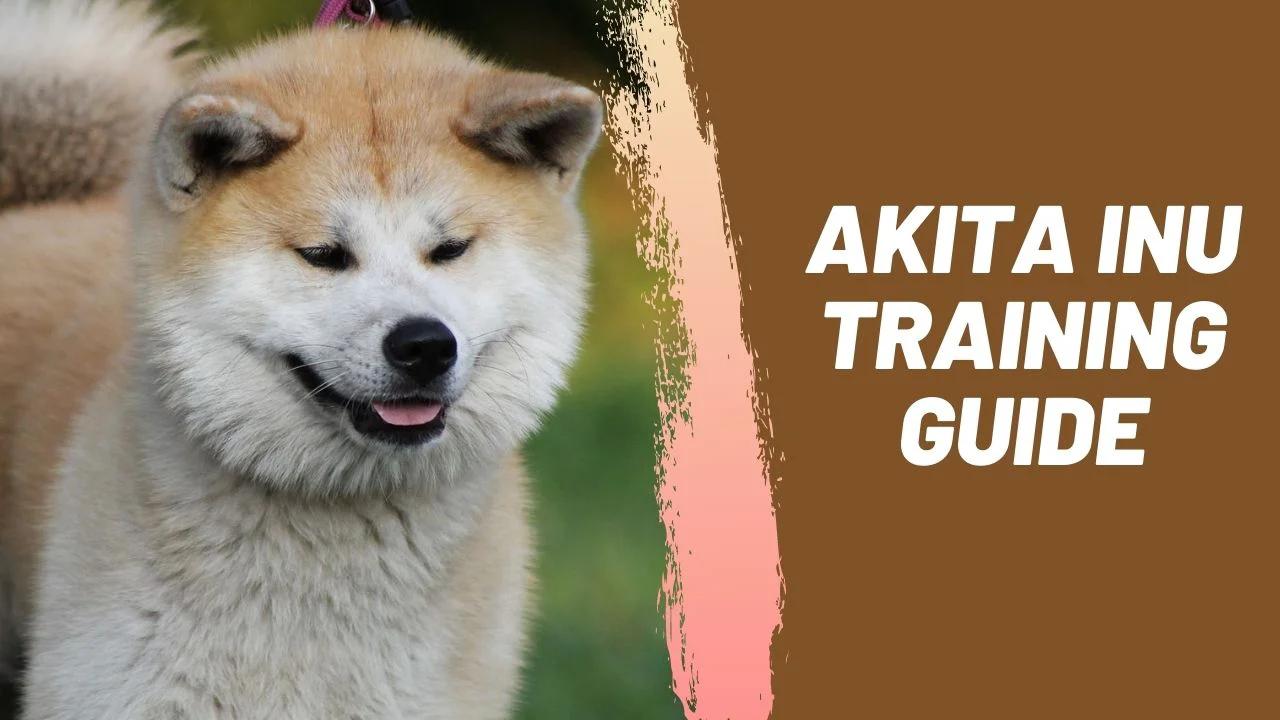 Akita Inu Training Guide