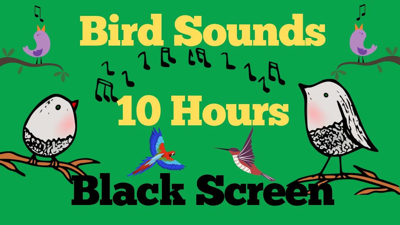 Bird Sounds 10 Hours 🦜 Singing Birds Chirping 🦜 Soothing Nature Sounds ...