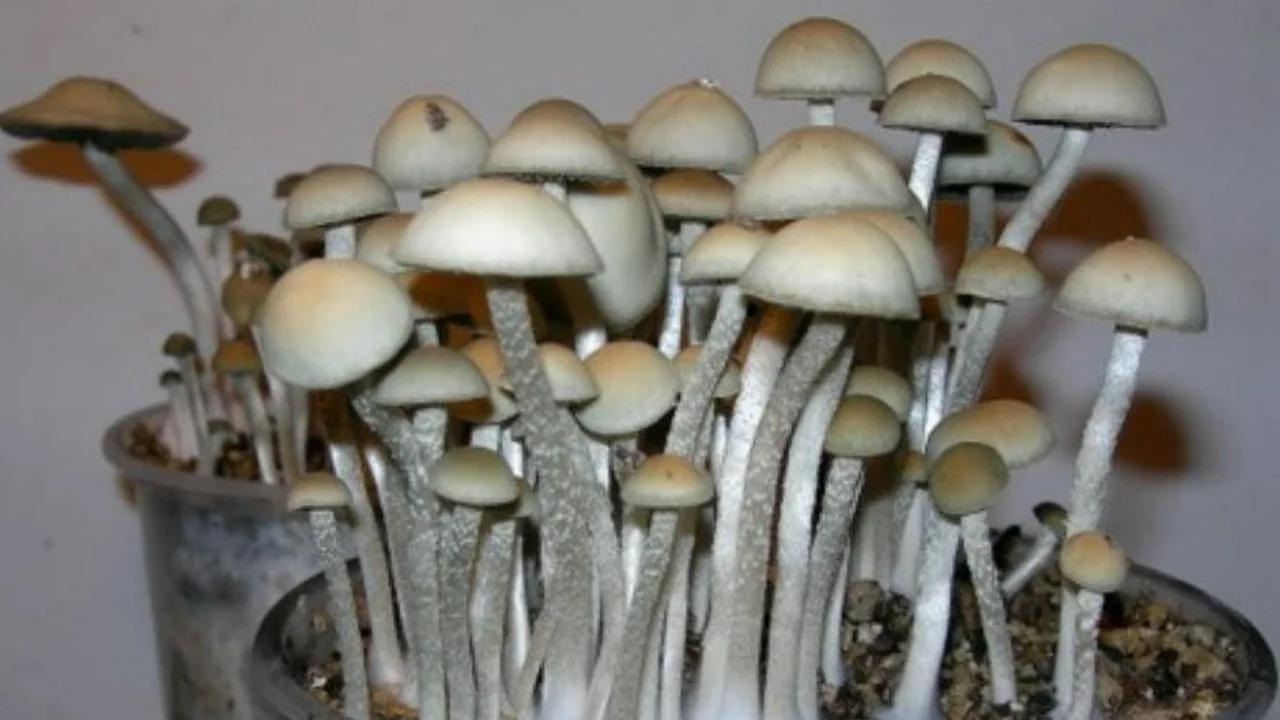 Growing Panaeolus Cyanescens Outdoors Growing Panaeolus Cyanescens PDF