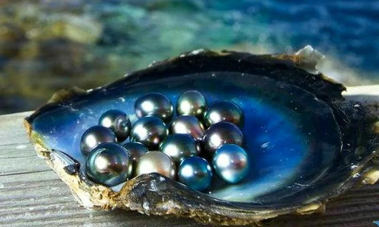 Pearl - Real Pearls from Oyster (12)