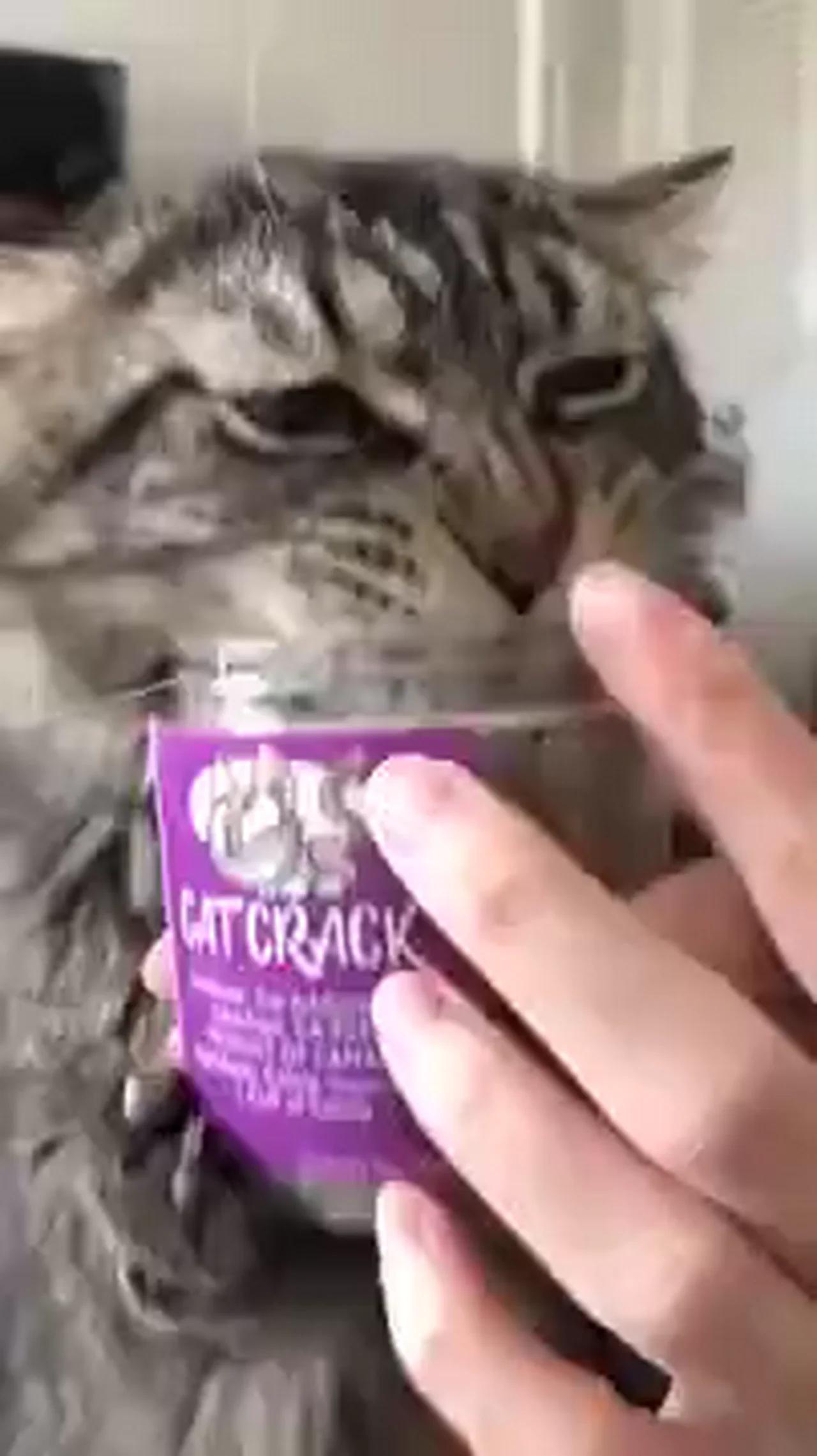 Cats crack