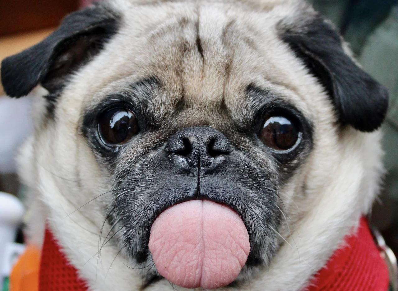 Big Pug Blop!