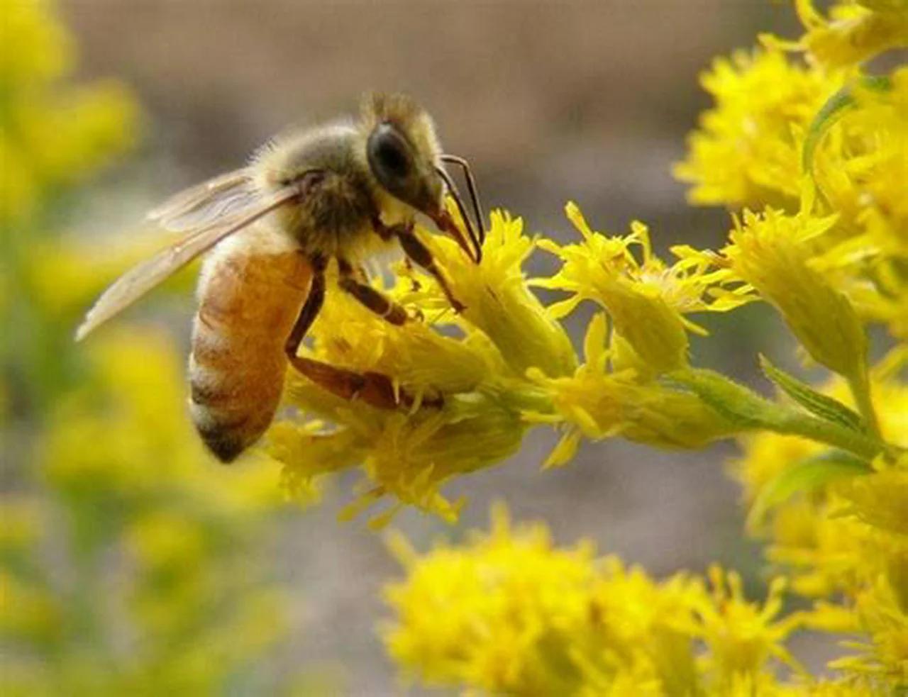 Applying The Basics Of Honey Bee Biology by Clarence Collison