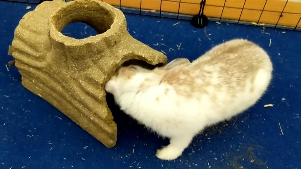 Chewy the rabbit