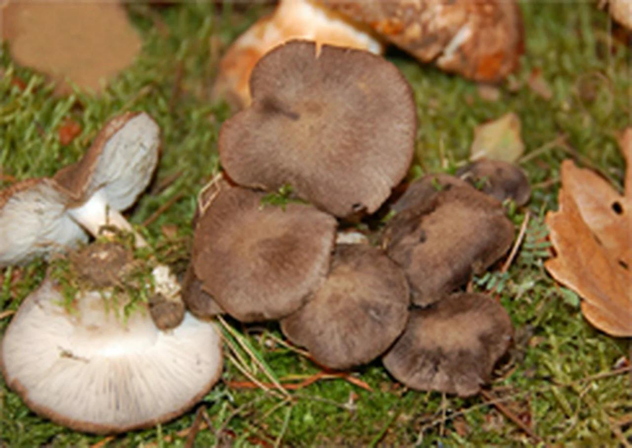 Negrilla o fredolic (Producto)