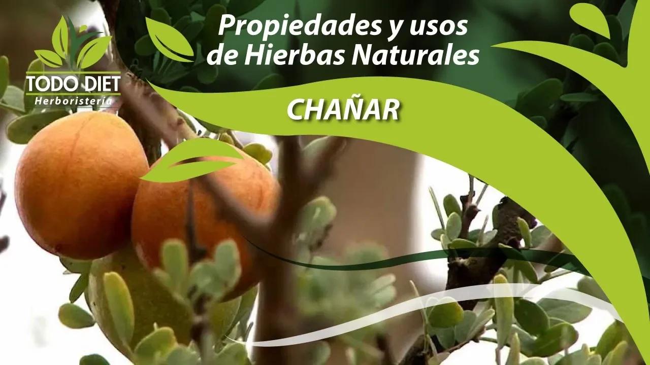 CHAÑAR