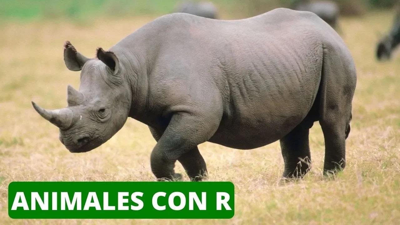 LOS ANIMALES CON LA LETRA R