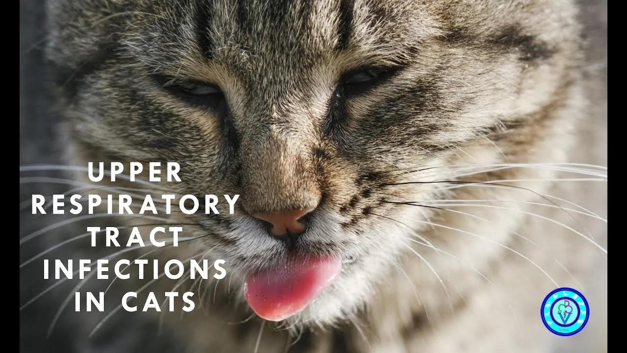 🐾 Upper Respiratory Tract Infections in Cats: Causes, Signs, Management ...