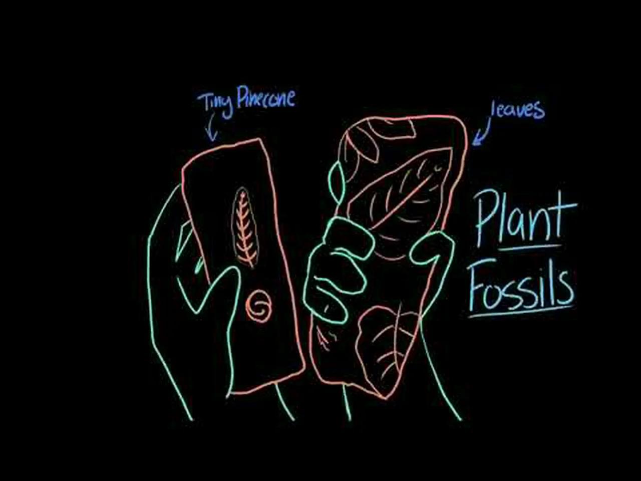 Fossils Evolution Middle School Biology Khan Academy