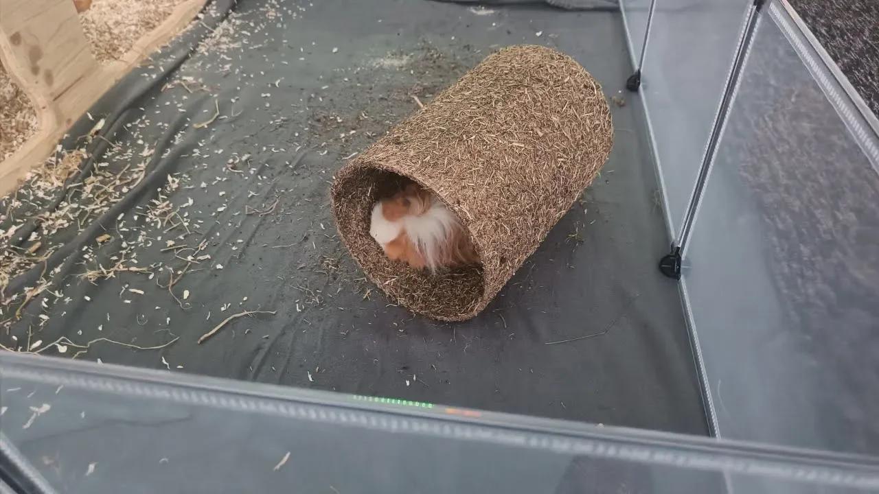 Guinea Pig Asmr 20 Minutes Of Peaceful Outdoor Munching Photo Inspiration
