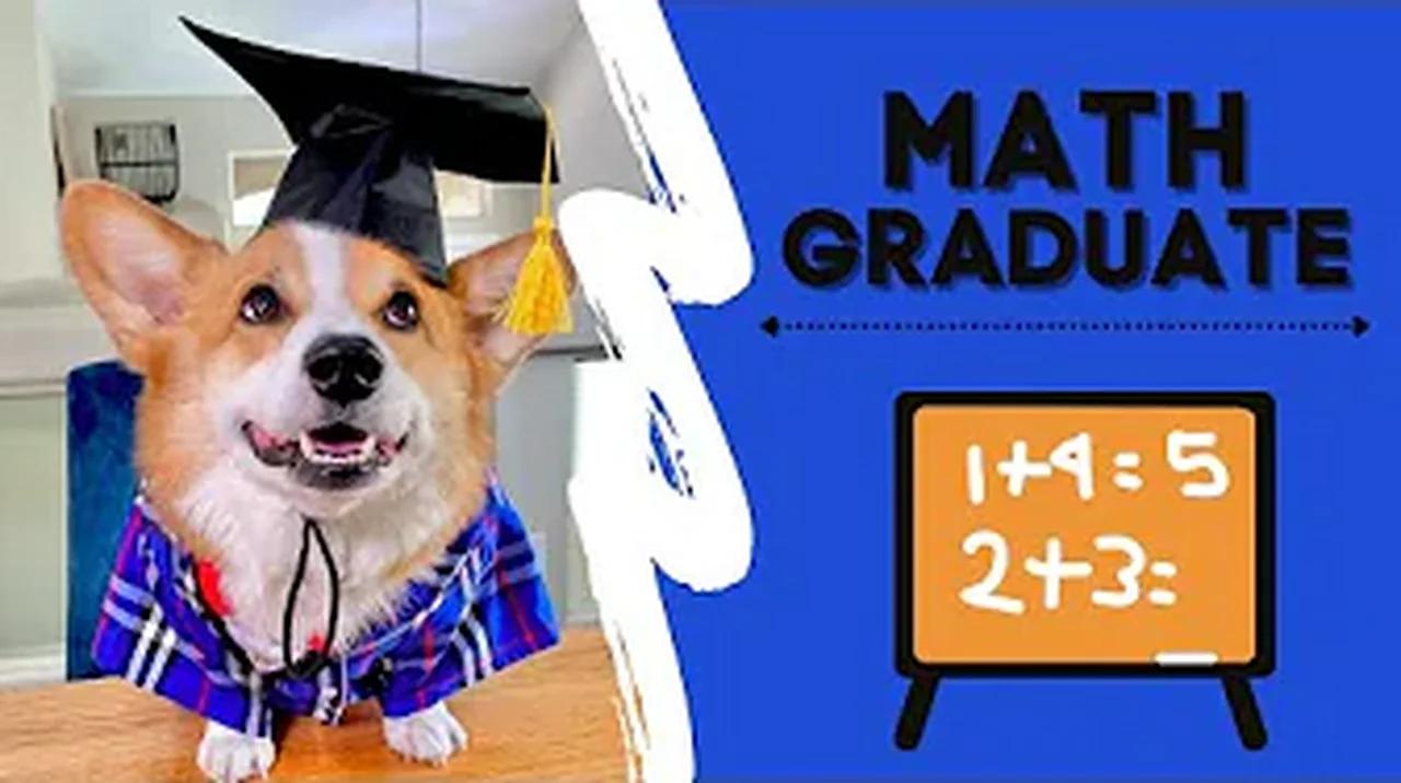 Talking Corgi Passes Math Class and GRADUATES! #shorts
