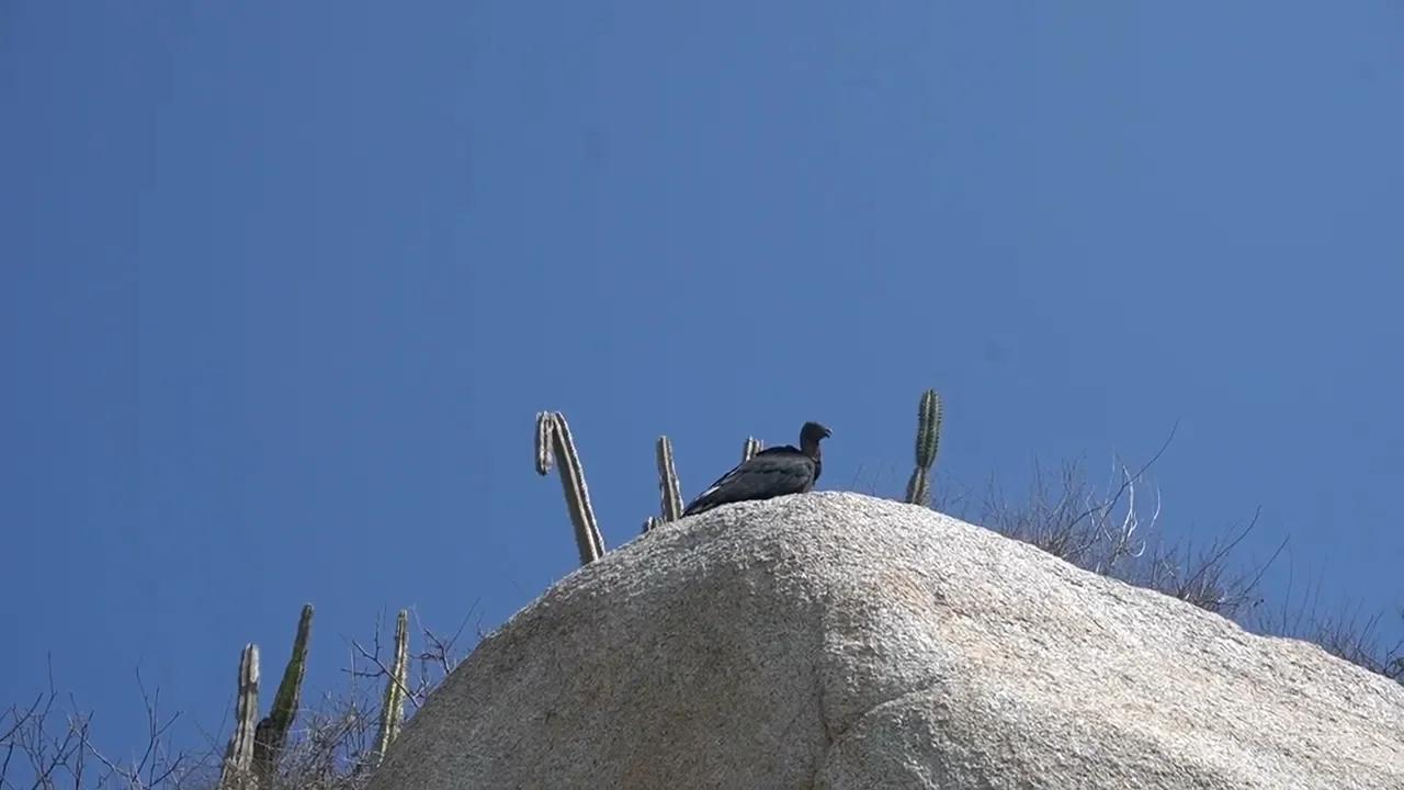 DISTURBING TURKEY VULTURE CALL