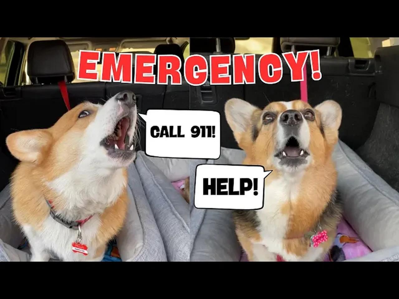 Dogs cause car accident!