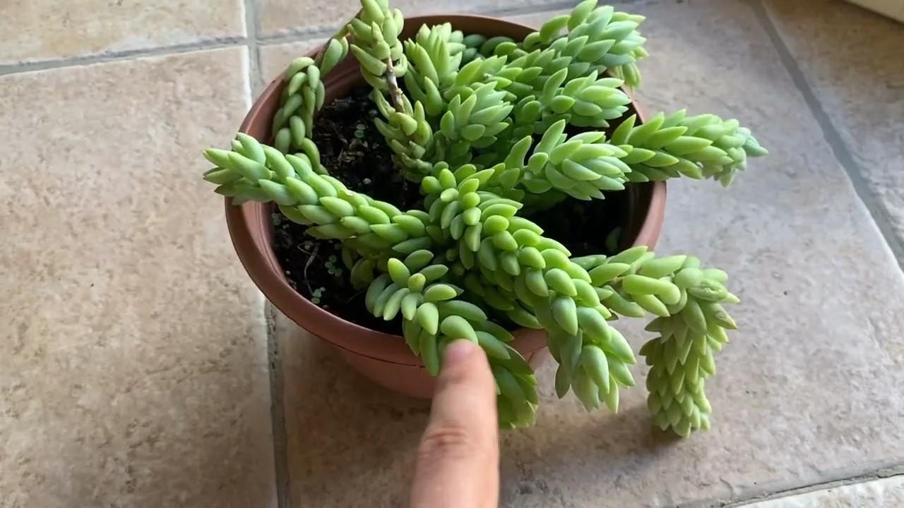 Queue De Burro 9cm Sedum Burrito Queue D'âne