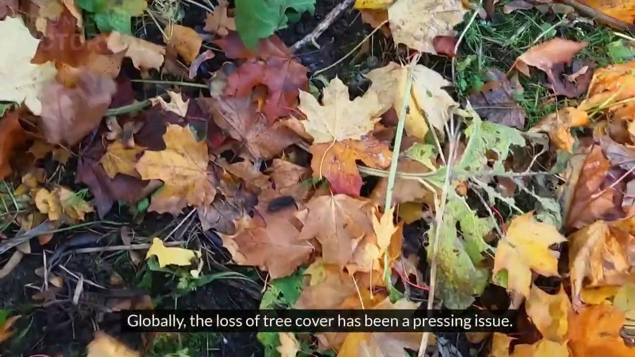 Understanding The Global Forest Watch Gfw Report Insights Into India