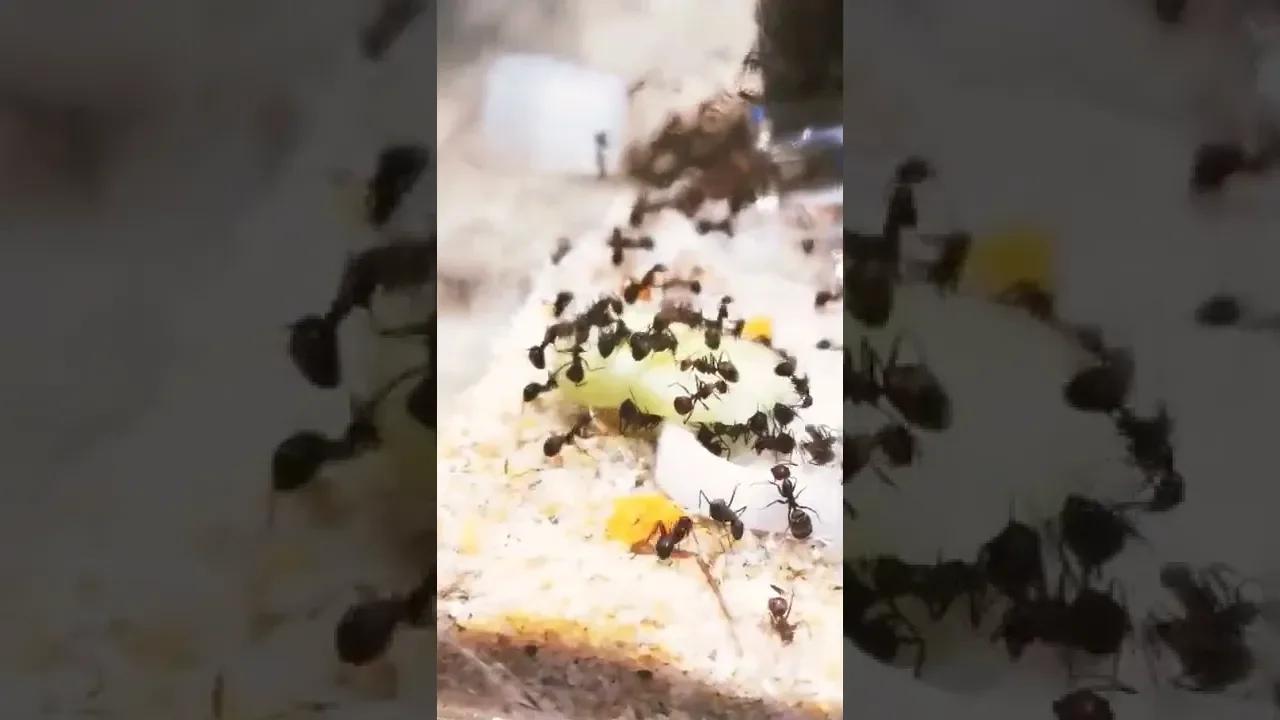 Do Ants eat Cucumber? Ants VS Cucumber shorts