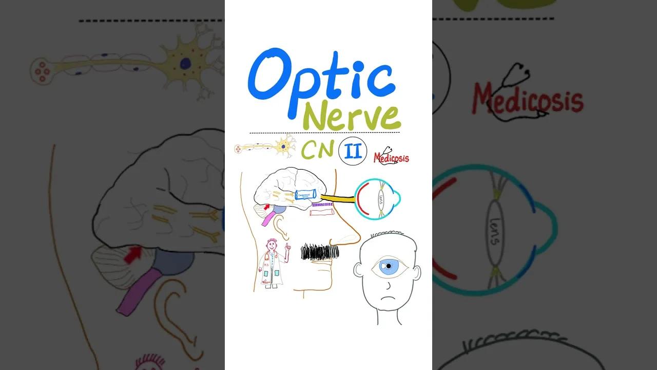 Optic Nerve 👀- in 60 seconds - Cranial nerve II (CN II) - Neuroanatomy ...