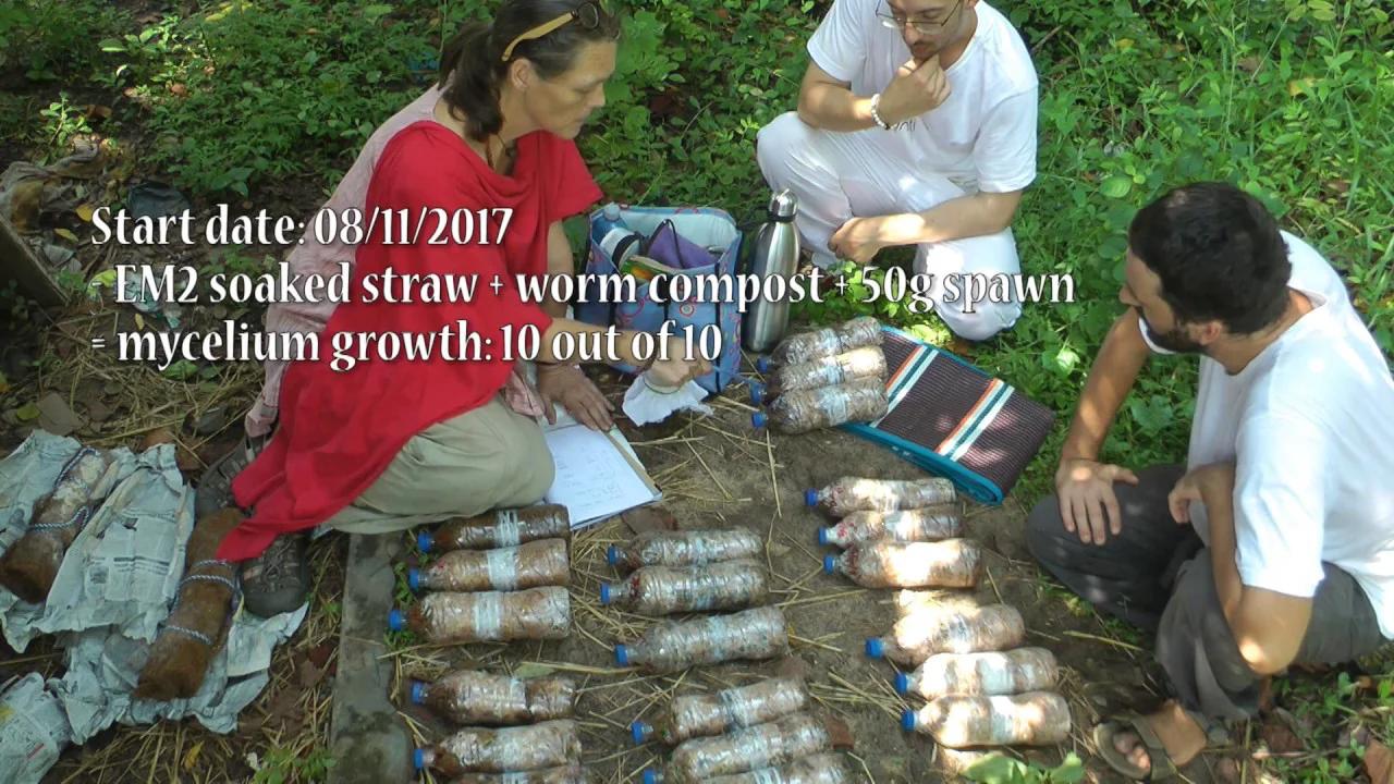Oyster Mushroom Growing Experiment Effects of using EM and Worm Compost in the growing of Fungi!