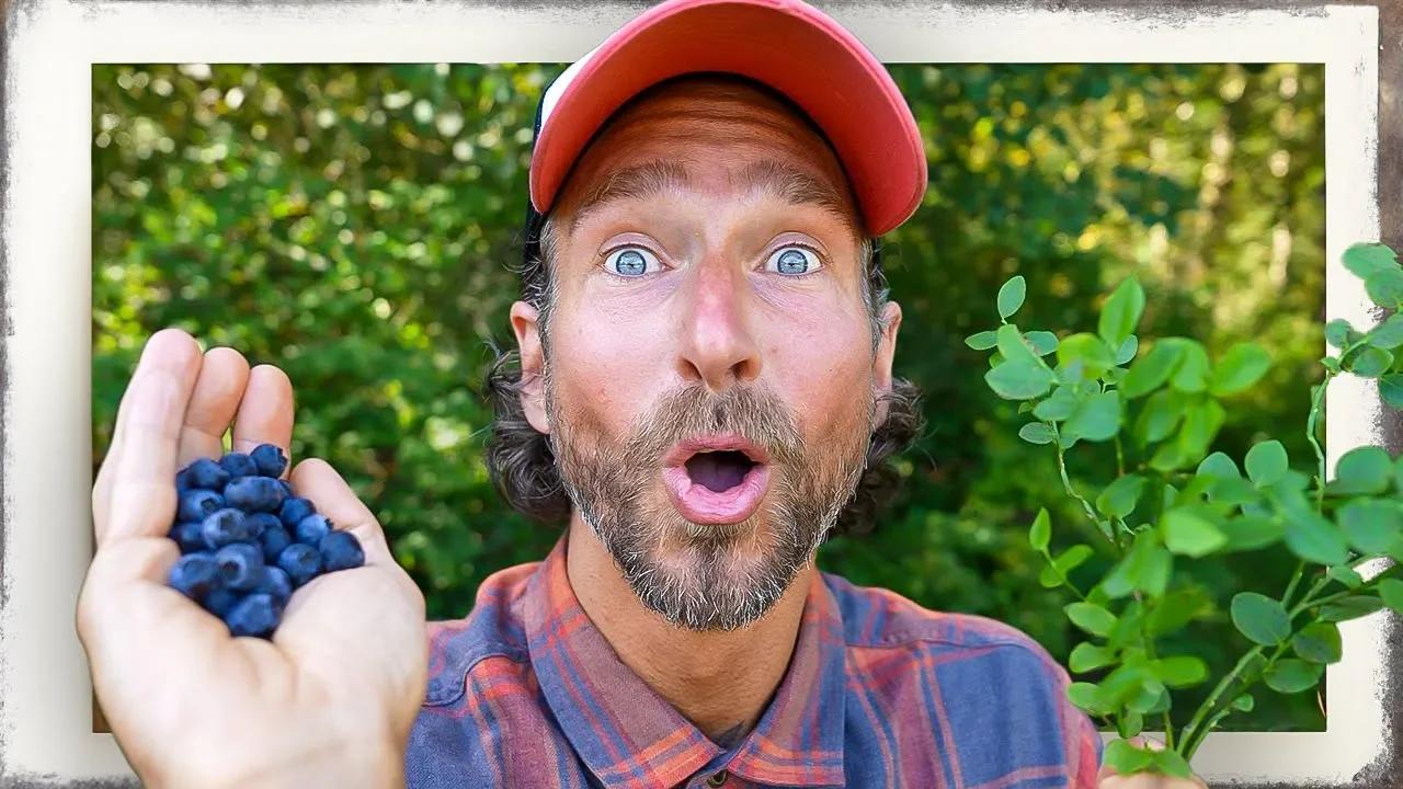 Nach diesem Video siehst du Heidelbeeren mit anderen Augen 👀