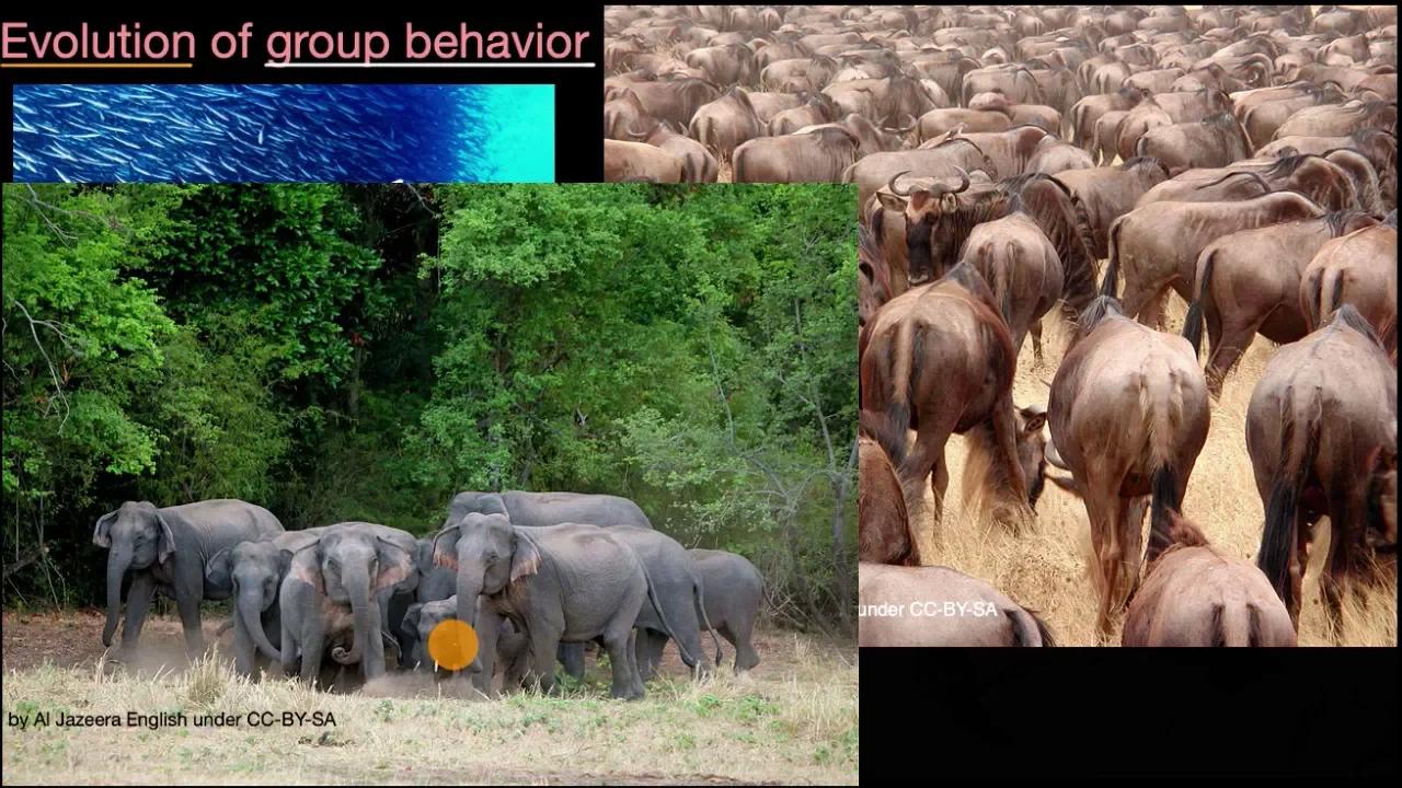 Evolution of group behavior | Evolution and natural selection | High ...