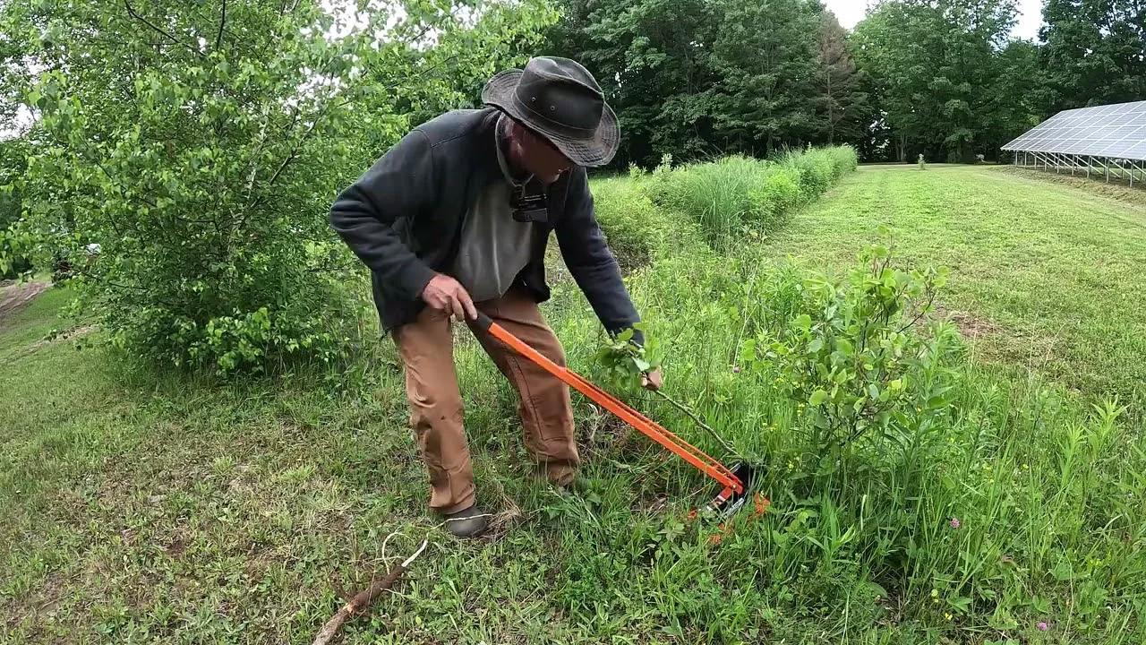 Introducing the Extractigator Classic: A Game-Changer for Tree ...