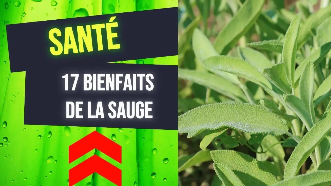 La Sauge 17 Bienfaits Essentiels Pour Votre Corps et Esprit — free download