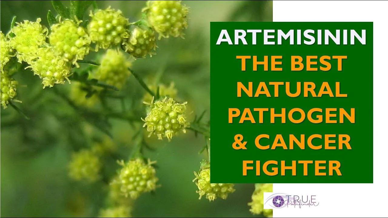 THE BEST NATURAL PATHOGEN & CANCER FIGHTER