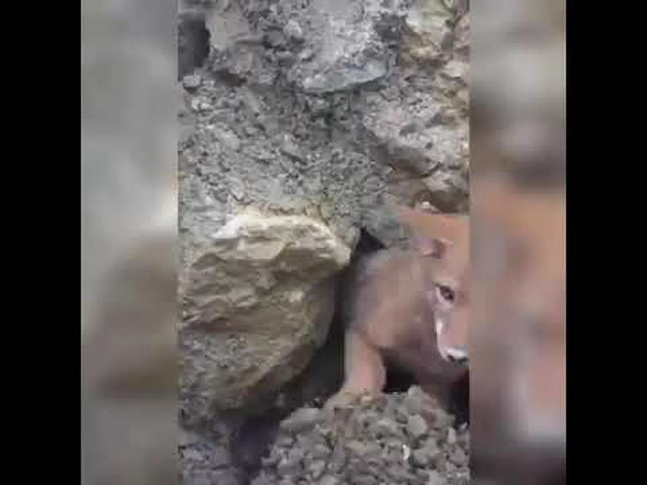 Fox 🐺 stuck in hole