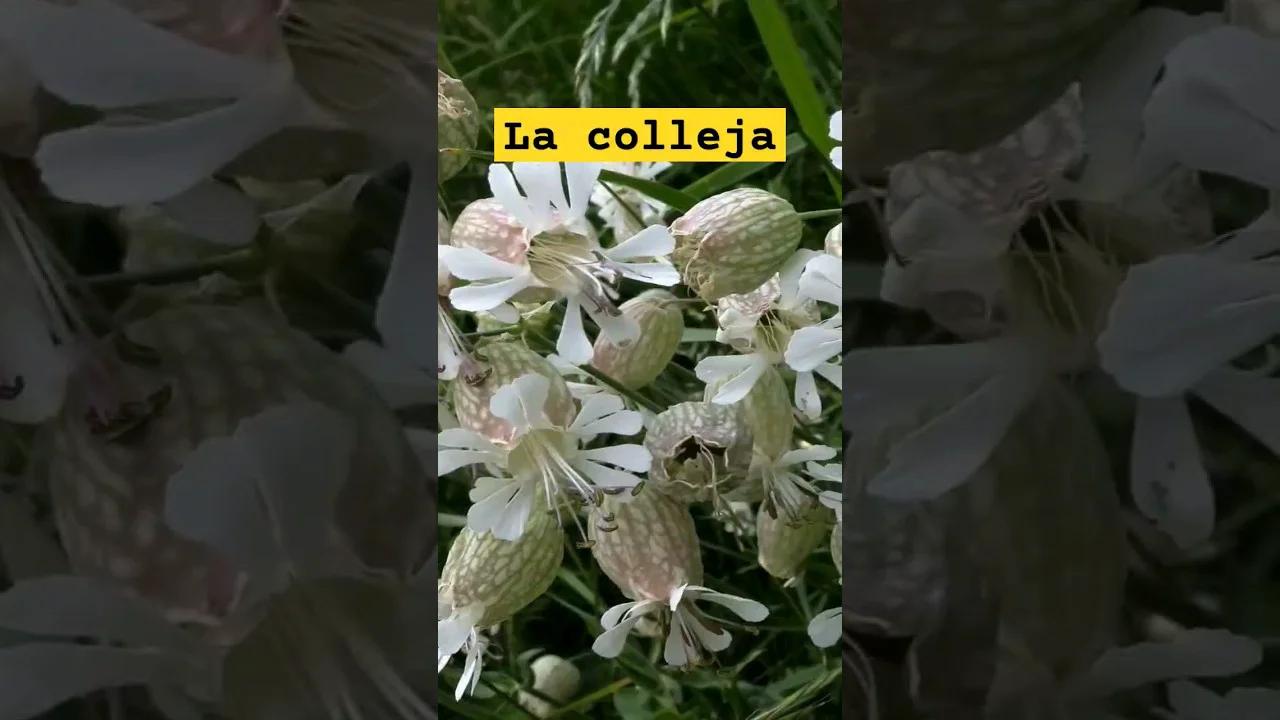 La colleja y sus propiedades #plantas #plantasmedicinales #naturaleza # ...