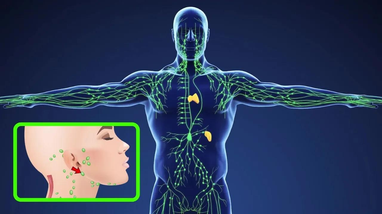 El Sistema Linfático Explicado Partes Funciones Linfa Enfermedades