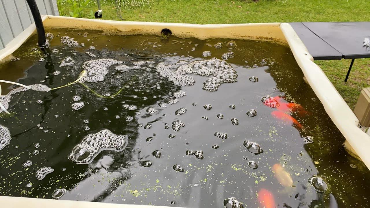 Thumbnail for Water Quality And Goldfish Feeding Practices Optimization